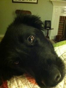 Who can say no to that face?