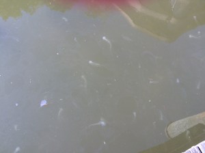 Have you ever seen so many jellyfish?